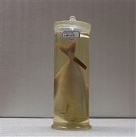 藏品(烏鯧)的圖片